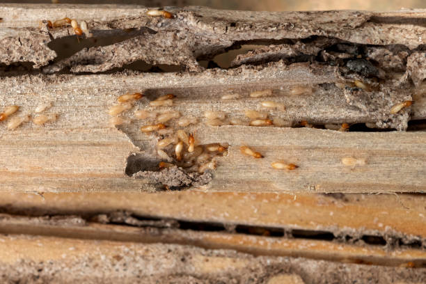 Best Affordable Pest Control Services  in Anthony, TX